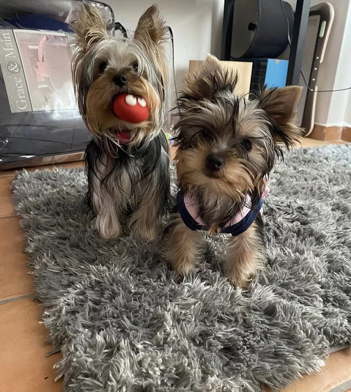 Wags Animal Hospital 12