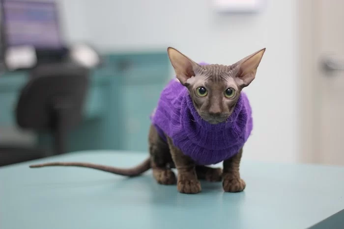 Brickell Bay Animal Hospital 12