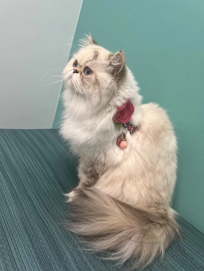 Brickell Bay Animal Hospital 12