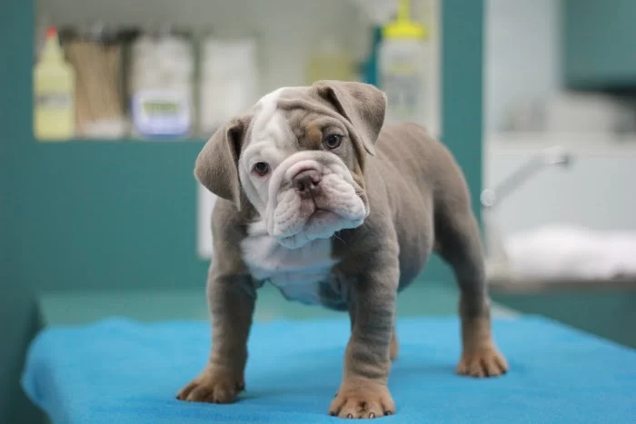 Brickell Bay Animal Hospital 12