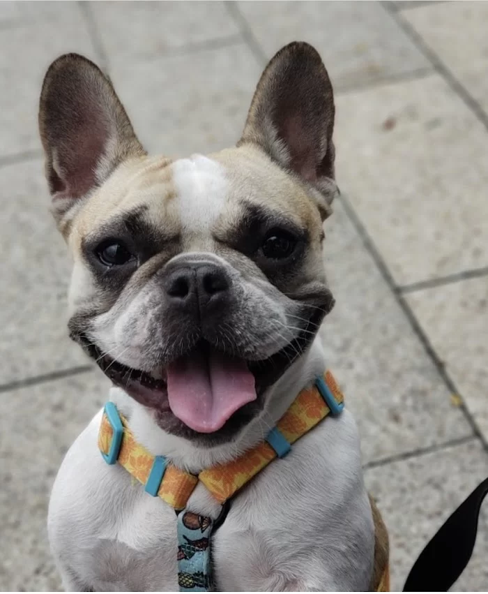 Brickell Bay Animal Hospital 12