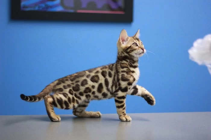 Brickell Bay Animal Hospital 12