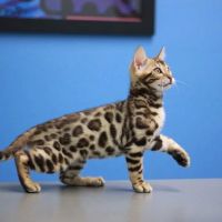Brickell Bay Animal Hospital ico