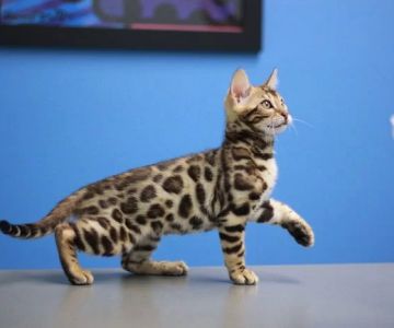 Brickell Bay Animal Hospital