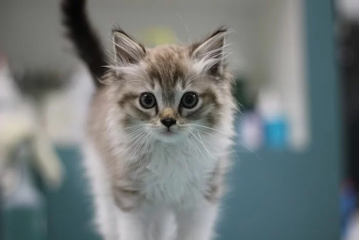 Brickell Bay Animal Hospital 12