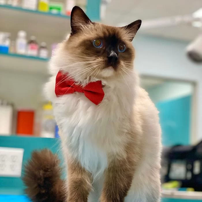 Brickell Bay Animal Hospital 12