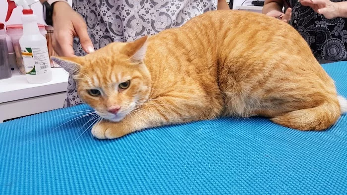 South Miami Animal Clinic 6