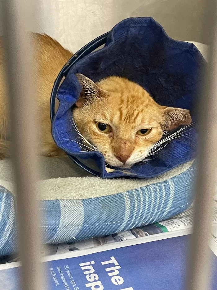 South Miami Animal Clinic 10