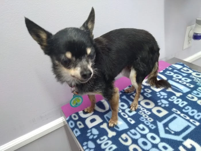 South Miami Animal Clinic 4