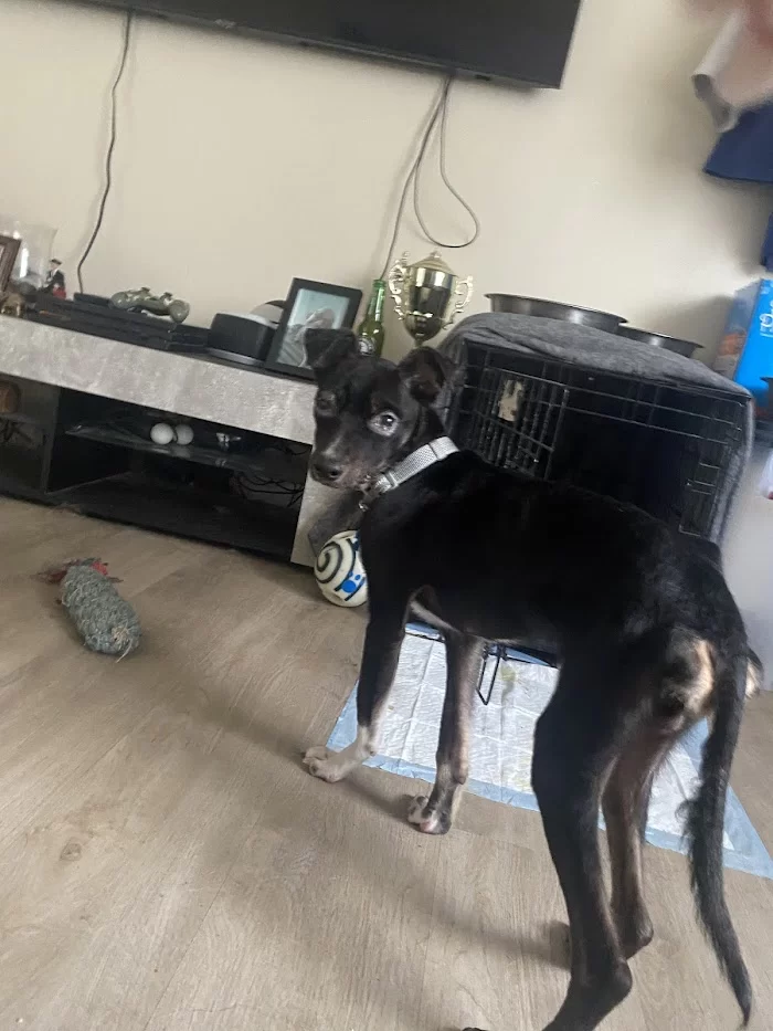 South Miami Animal Clinic 8