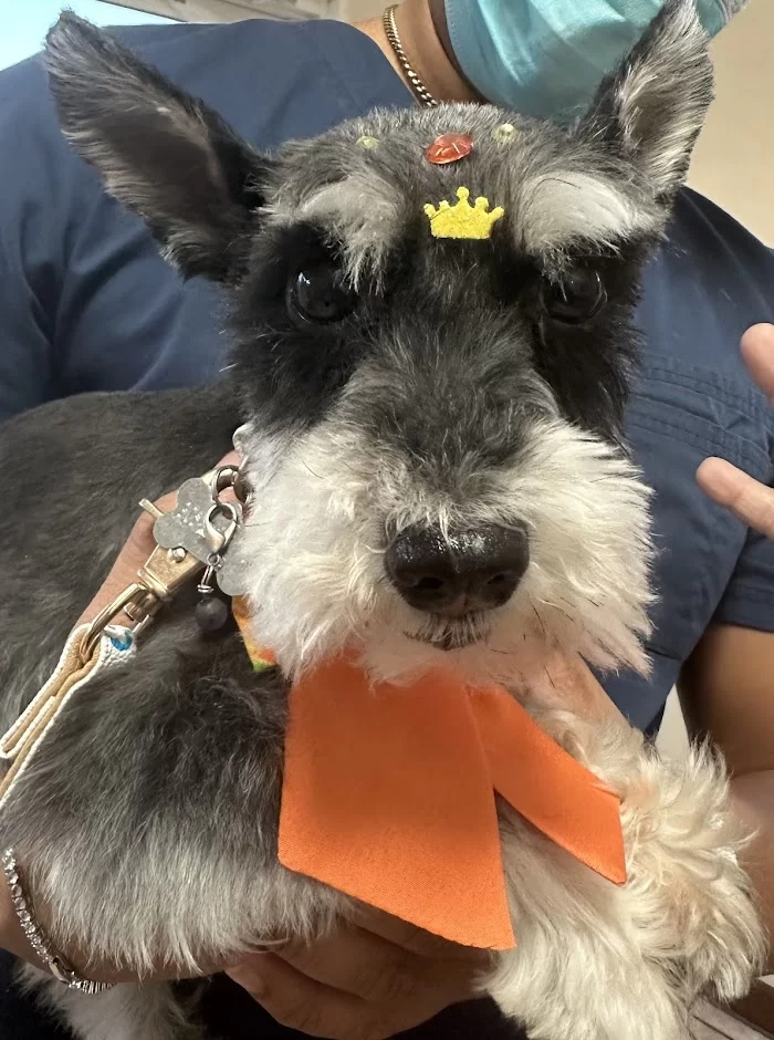 South Miami Animal Clinic 9