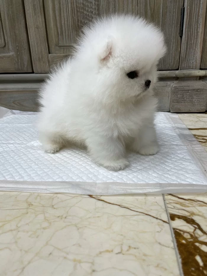 Pomeranian teacup 10