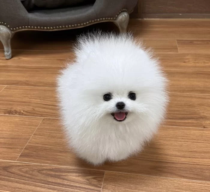 Pomeranian teacup 5