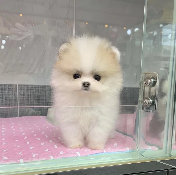 Pomeranian teacup 3