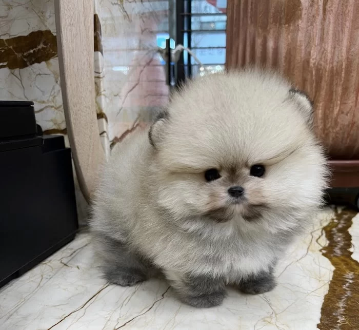 Pomeranian teacup 6