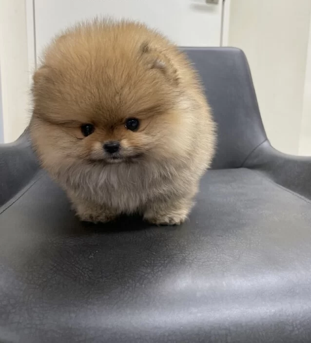 Pomeranian teacup 4