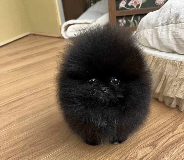 Pomeranian teacup 7