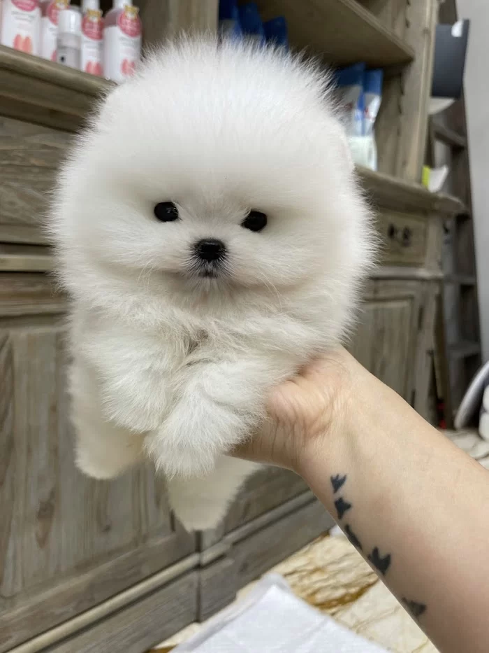 Pomeranian teacup 9