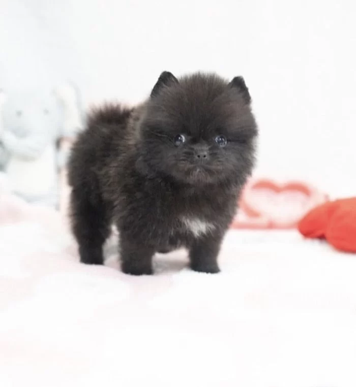 Pomeranian teacup 1