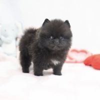 Pomeranian teacup ico