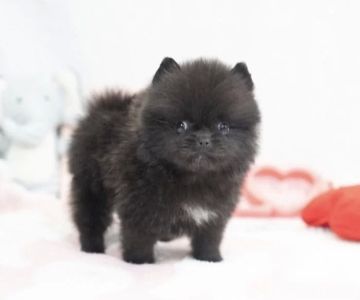 Pomeranian teacup