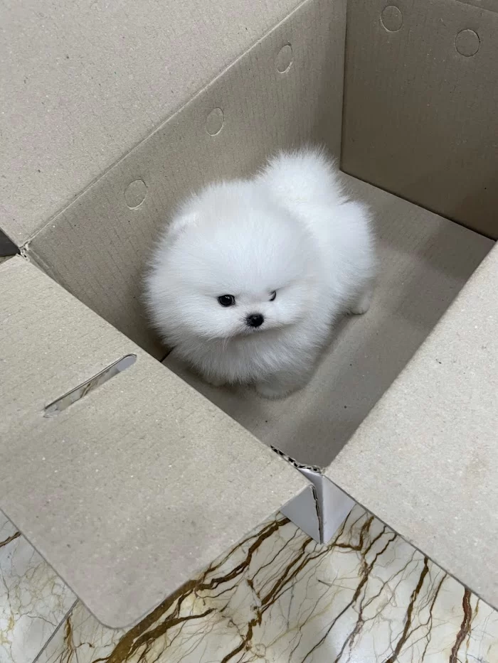 Pomeranian teacup 8