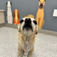 GoodVets Wynwood ico