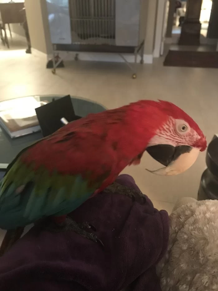 Avian & Exotic Animal Medical Center 4