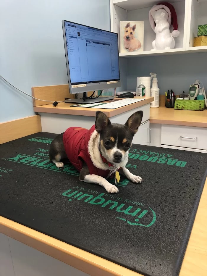 VCA Brickell Animal Hospital 12