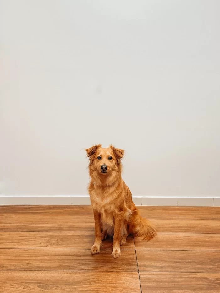 VCA Brickell Animal Hospital 12