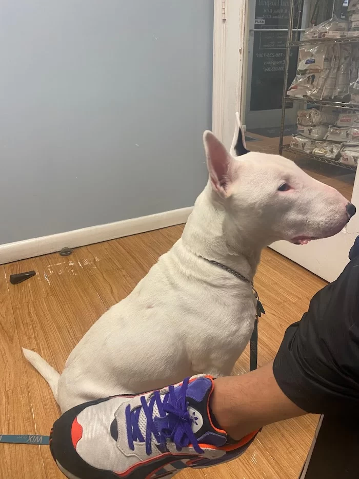 VCA Brickell Animal Hospital 12