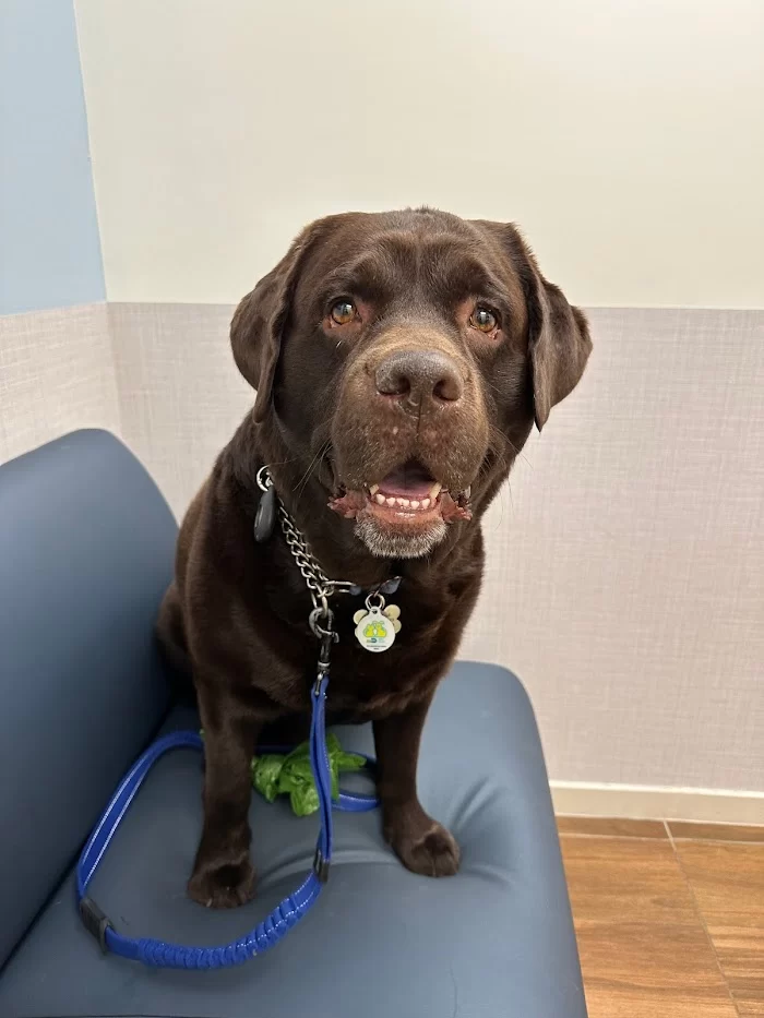 VCA Brickell Animal Hospital 12