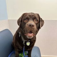 VCA Brickell Animal Hospital ico