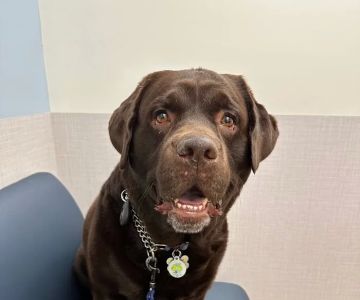 VCA Brickell Animal Hospital