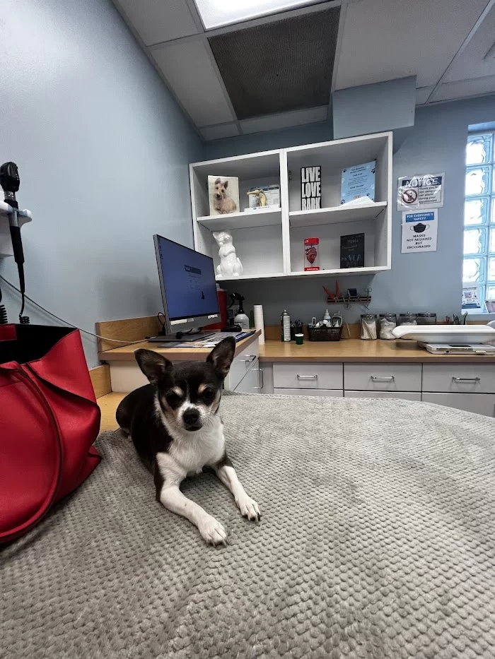 VCA Brickell Animal Hospital 12