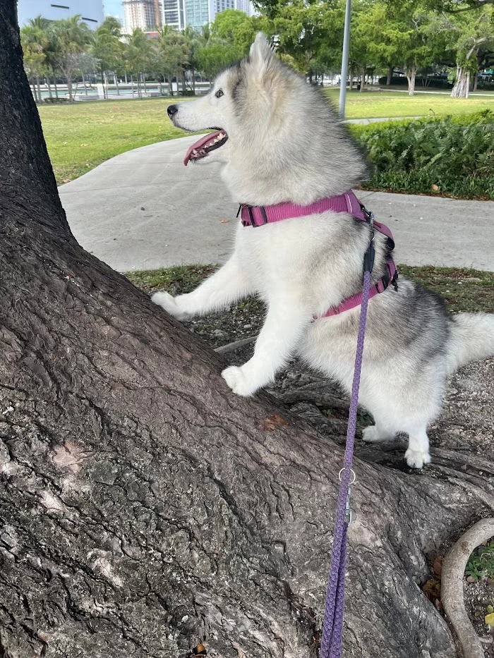 VCA Brickell Animal Hospital 12