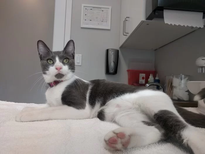 Helpet Veterinary Center 12