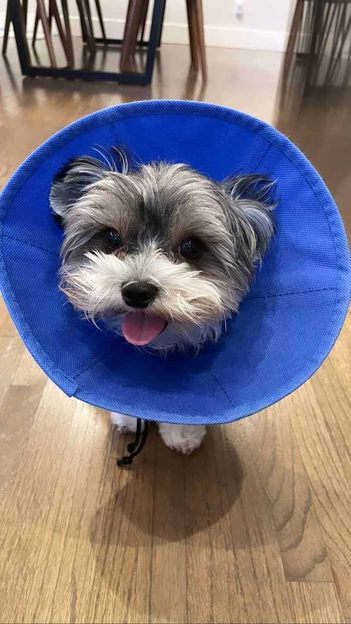 Helpet Veterinary Center 12