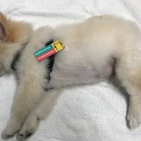 Helpet Veterinary Center ico