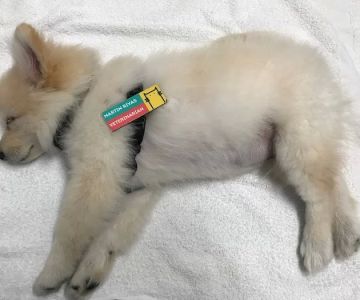 Helpet Veterinary Center