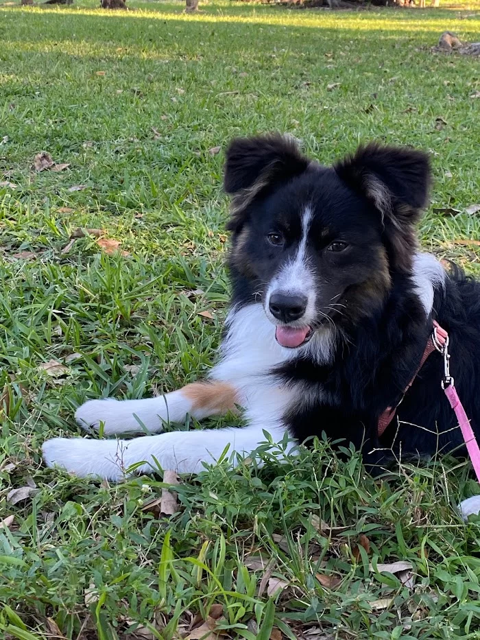 Helpet Veterinary Center 12