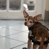 Animal Health & Rehab Center (AUSTIN DANIELS ANIMAL HOSPITAL) ico