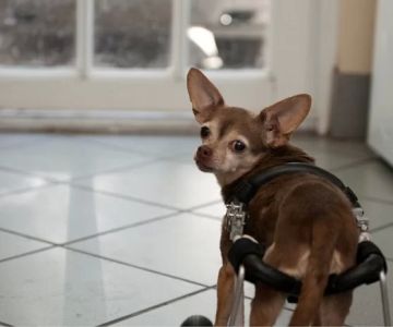 Animal Health & Rehab Center (AUSTIN DANIELS ANIMAL HOSPITAL)