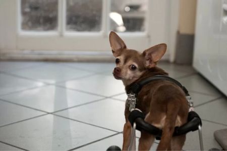 Animal Health & Rehab Center (AUSTIN DANIELS ANIMAL HOSPITAL)