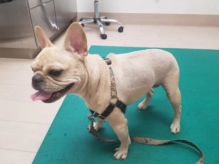 Animal Health & Rehab Center (AUSTIN DANIELS ANIMAL HOSPITAL) 12