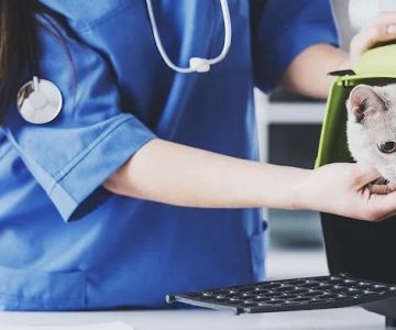 EdgeWater Pet Clinic