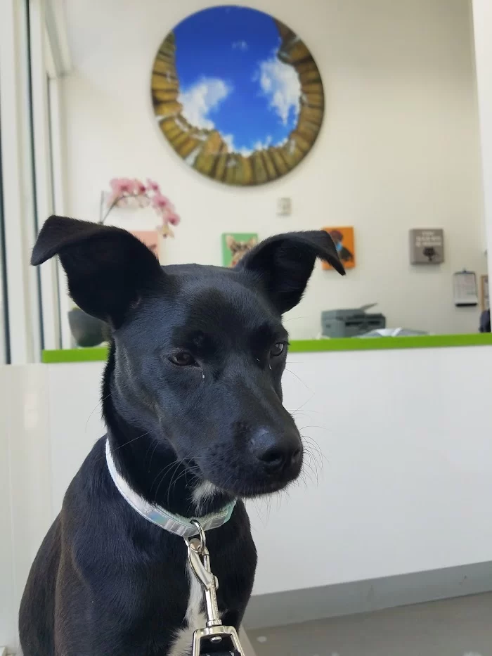 EdgeWater Pet Clinic 12