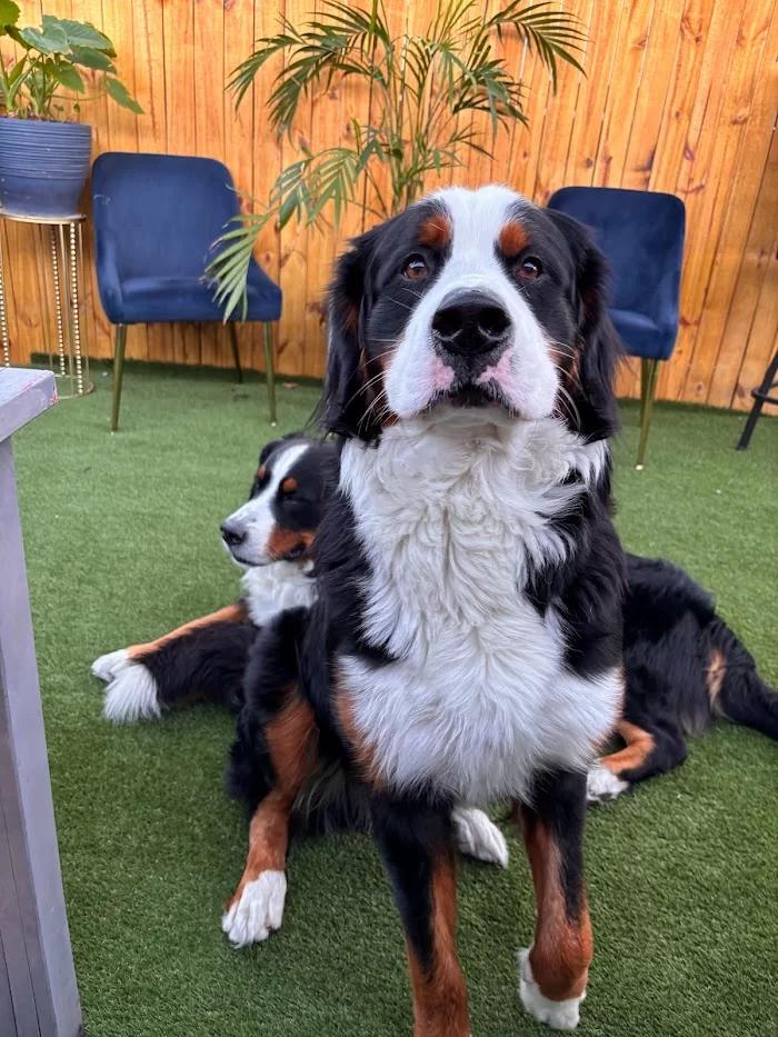 EdgeWater Pet Clinic 12