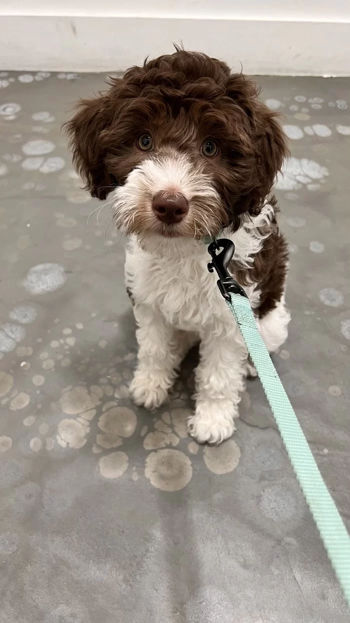 EdgeWater Pet Clinic 12