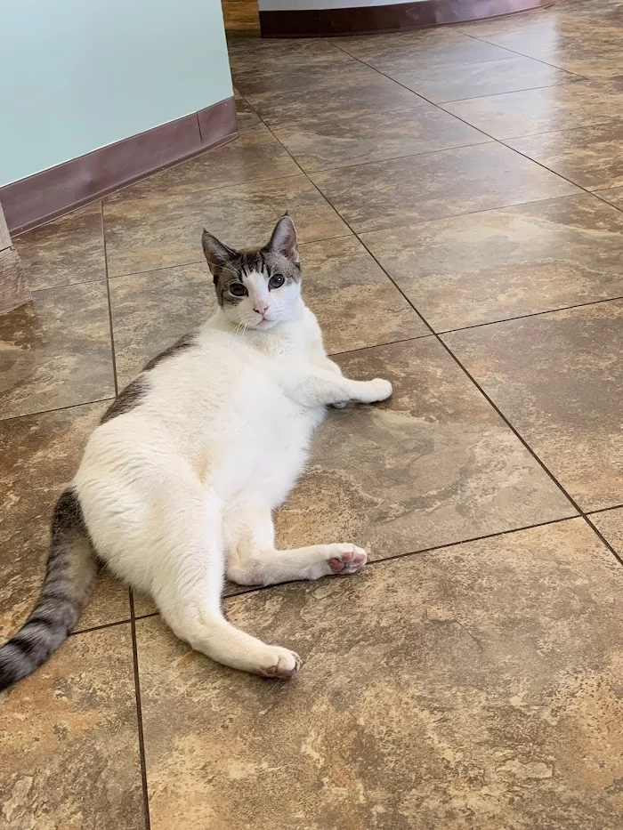 Greenleaf Animal Hospital 9